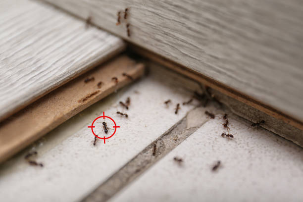 Best Pest Prevention Services  in North Eagle Butte, SD