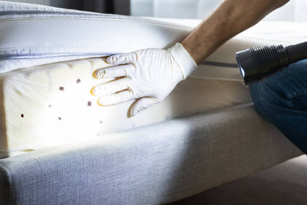 Best Flea Control Services  in North Eagle Butte, SD